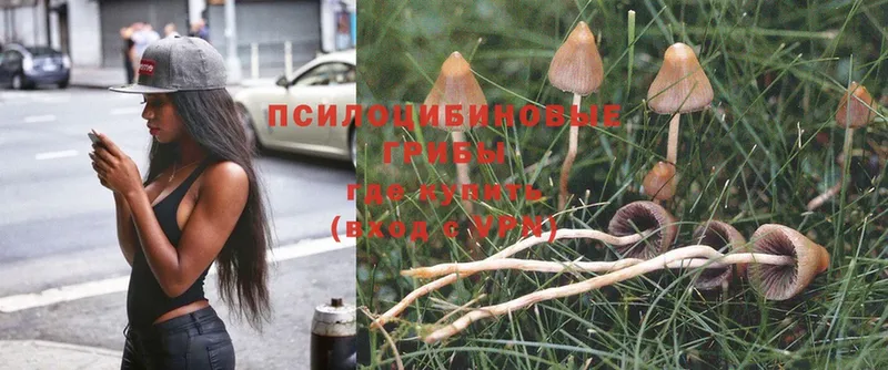 Псилоцибиновые грибы Psilocybine cubensis Вязники